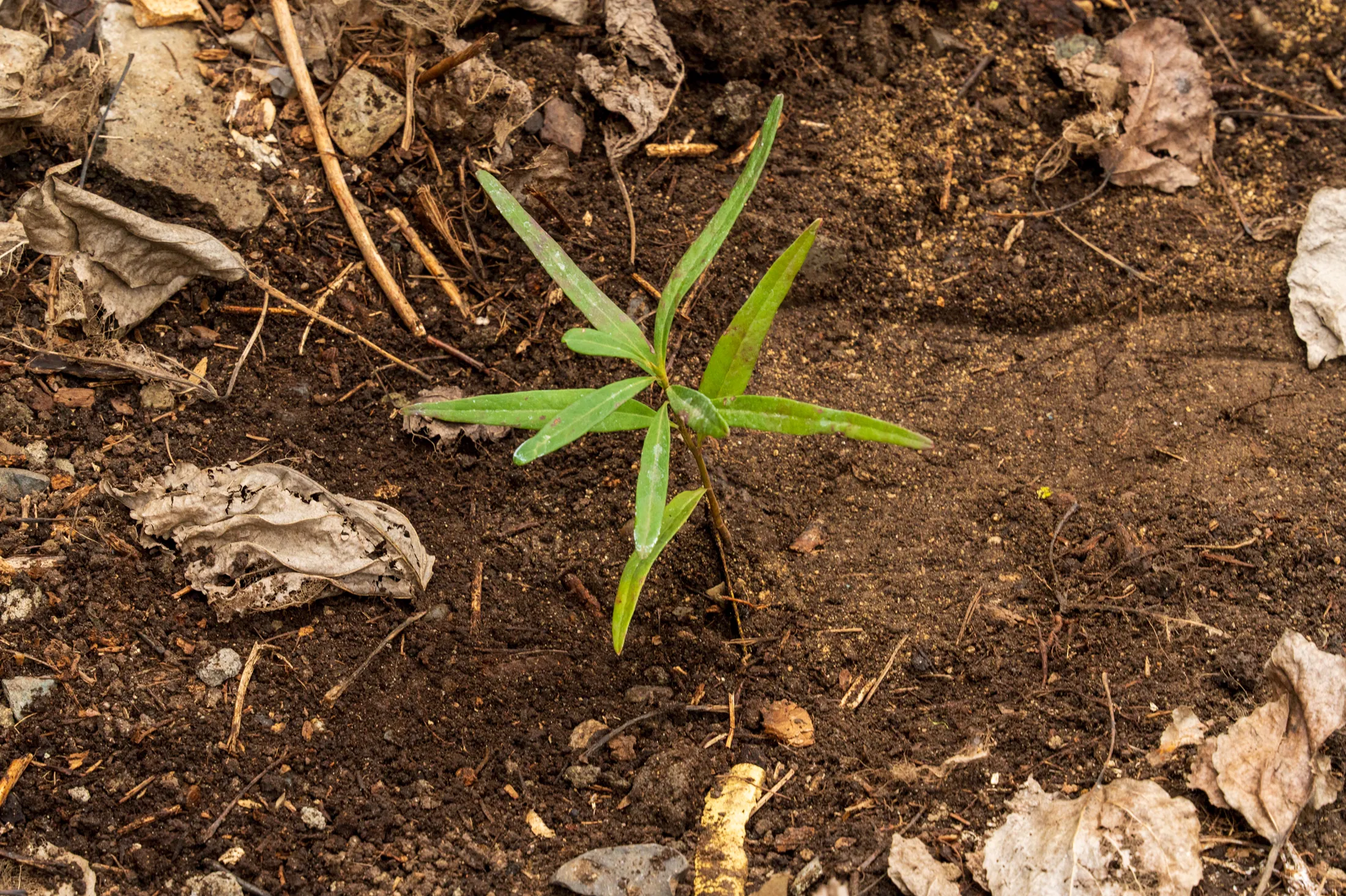 Liceo DOR - registro 15