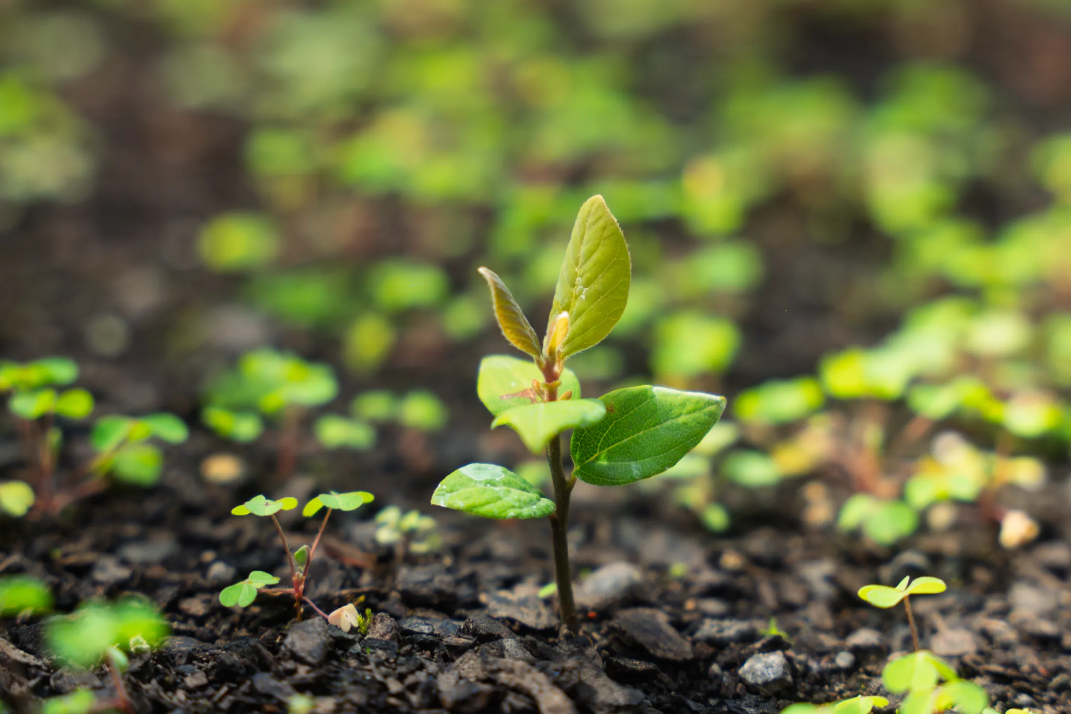 Proyectos medioambientales - registro 17